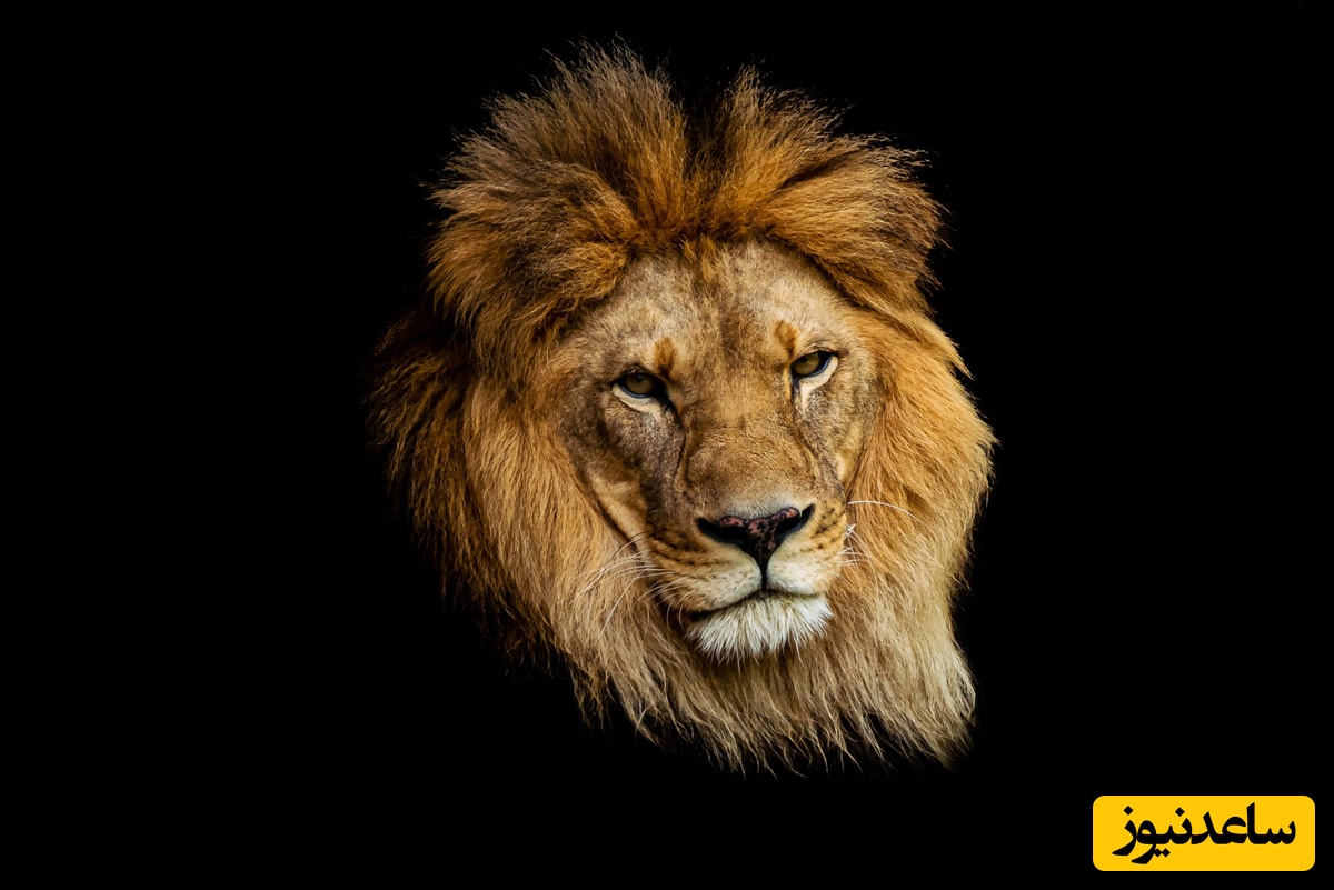 (عکس) شیر 1700 ساله‌ ایرانی با چشمان درشت، یال پیچ‌خورده و بدن آماده نبرد!