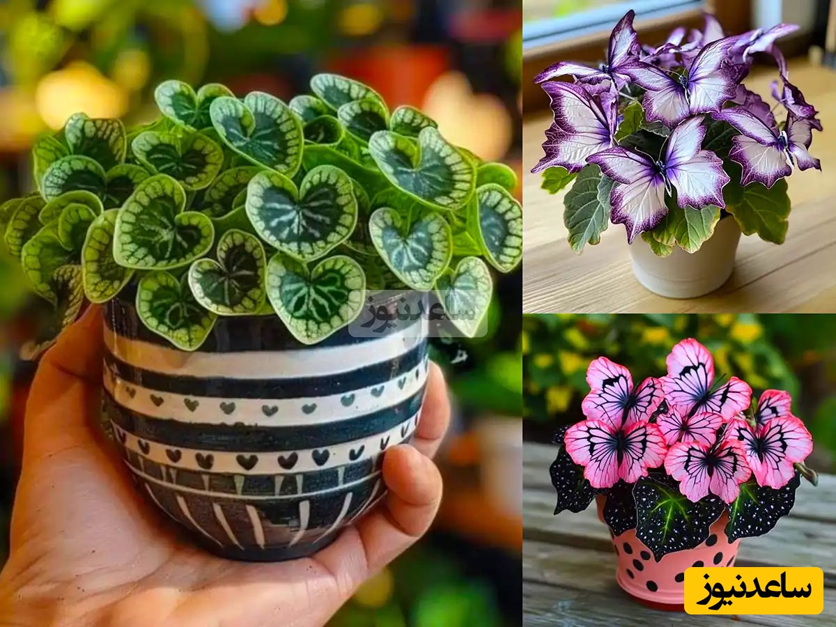 ایده هایی جالب برای نگهداری از گل و گیاه/ با این ایده ها یه بهشت سرسبز میتونی تو خونت داشته باشی