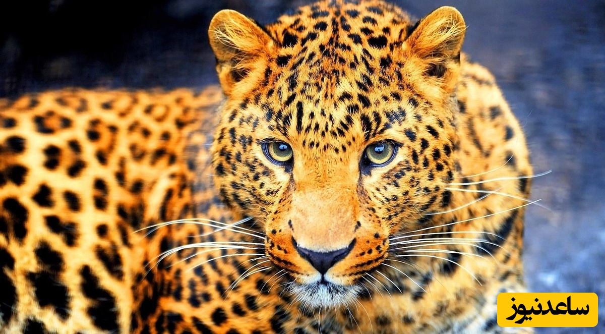 پلنگ ایرانی این اسرائیلی‌ را نوش جان کرد+ عکس