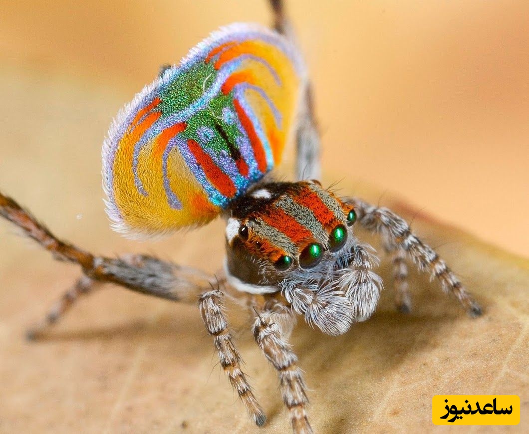 (ویدئو) زیبایی رنگ ها و رقص عجیب این عنکبوت طاووس همه رو شوکه کرد / آخه عنکبوت هم انقدر خوشگل میشه ?