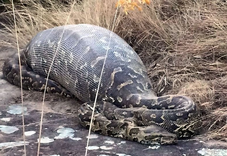 تصاویر واقعی و ترسناک از زنده خواری انسان توسط مارهای پیتون و آناکوندا + فیلم 18+