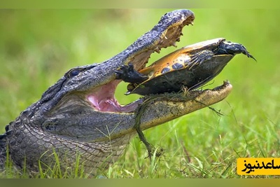(ویدئو) مستند حیات وحش حیوانات/ راز بقا، منفجر شدن لاک‌پشت بین آرواره‌های قدرتمند تمساح