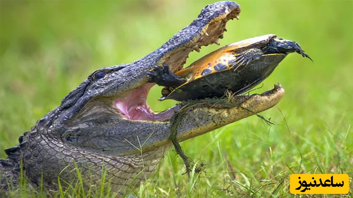 (ویدئو) مستند حیات وحش حیوانات/ راز بقا، منفجر شدن لاک‌پشت بین آرواره‌های قدرتمند تمساح