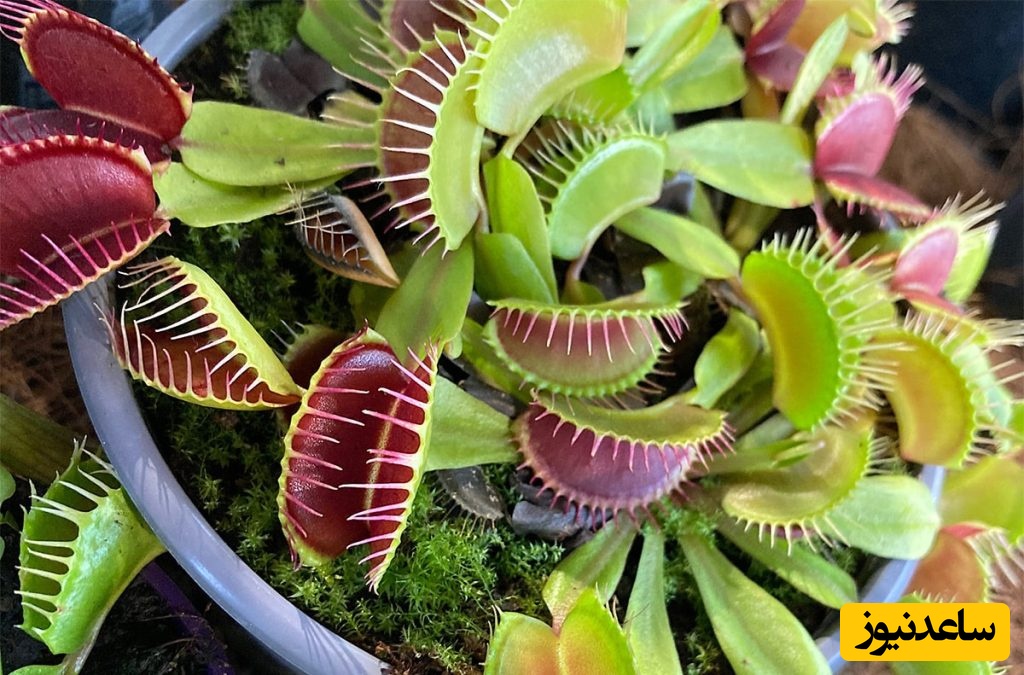 گیاهان آپارتمانی