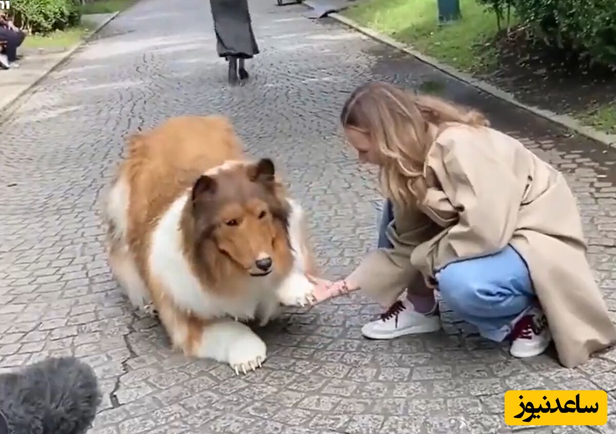 یک مرد ژاپنی 20000 دلار خرج خود کرد تا تبدیل به سگ شود/ پارس هم میکنه! +ویدئو