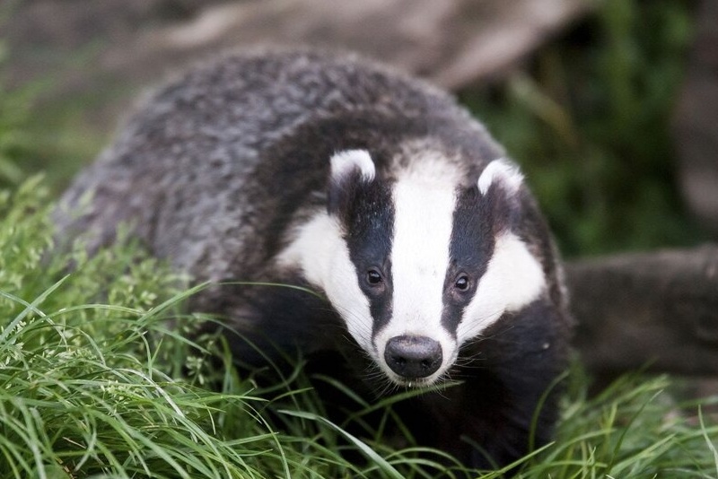 (ویدیو) استخر تبدیل به صحنه نجات شد/ دو گورکن گرفتار جان سالم به در بردند