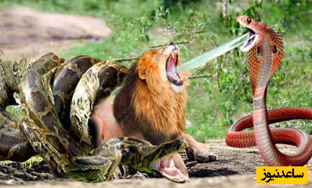درگیری جذاب و خونین مارها با 10 حریف قدرتمند خود