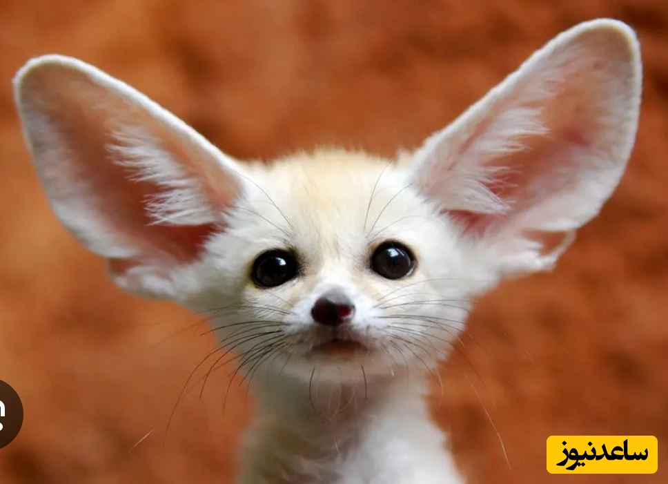 10 حیوان بامزه که انگار از دل انیمیشن ها بیرون آمده اند!