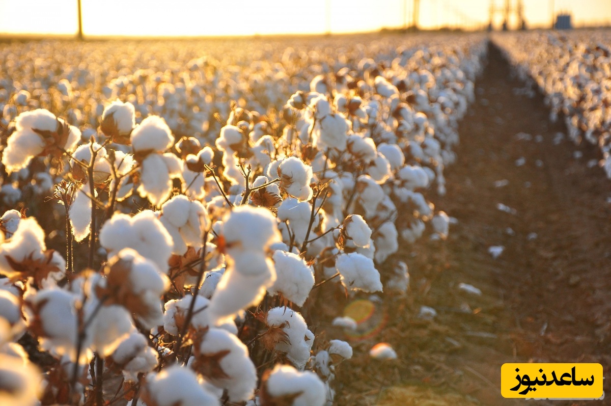 دیدن مرزعه ای پر از گل پنبه ای در خواب چه تعبیری دارد؟ / تعبیر خواب پنبه