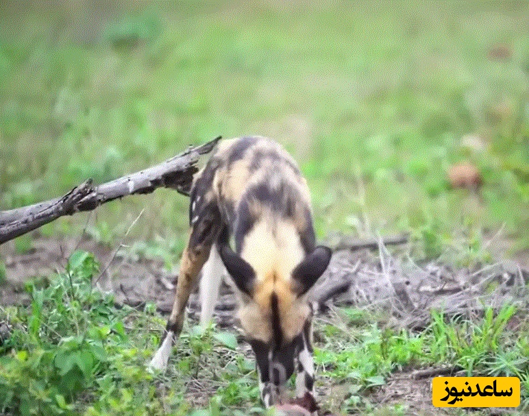 (ویدئو) حیات وحش ؛ مستند حیات وحش حیوانات/ سگ‌های وحشی بی‌رحمانه خرگوش را از هم دریدند