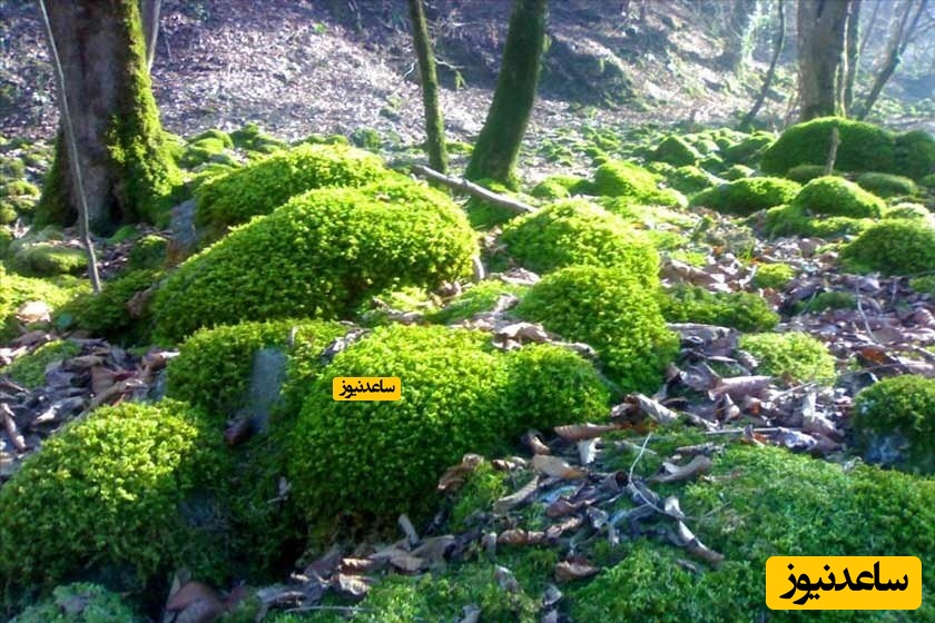 پناهگاه حیات وحش سمسکنده در ساری و زیبایی های آن!