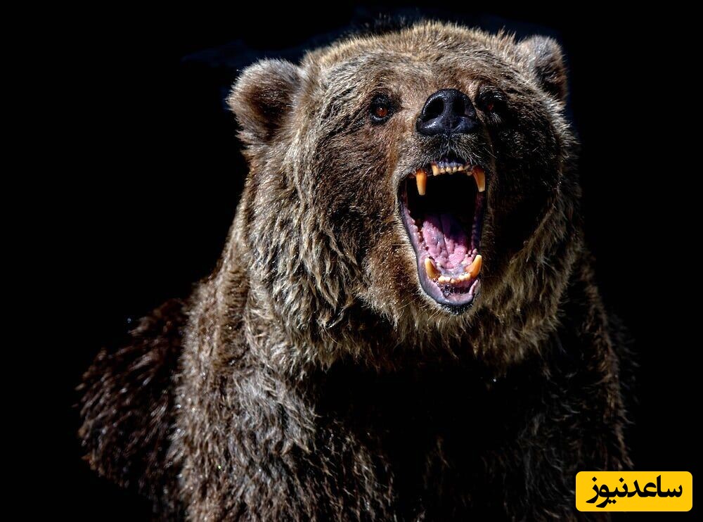 (ویدئو) مستند حیات وحش/من یکی شما همه/ حمله شجاعانه خرس تنها به گله گوزن‌ها