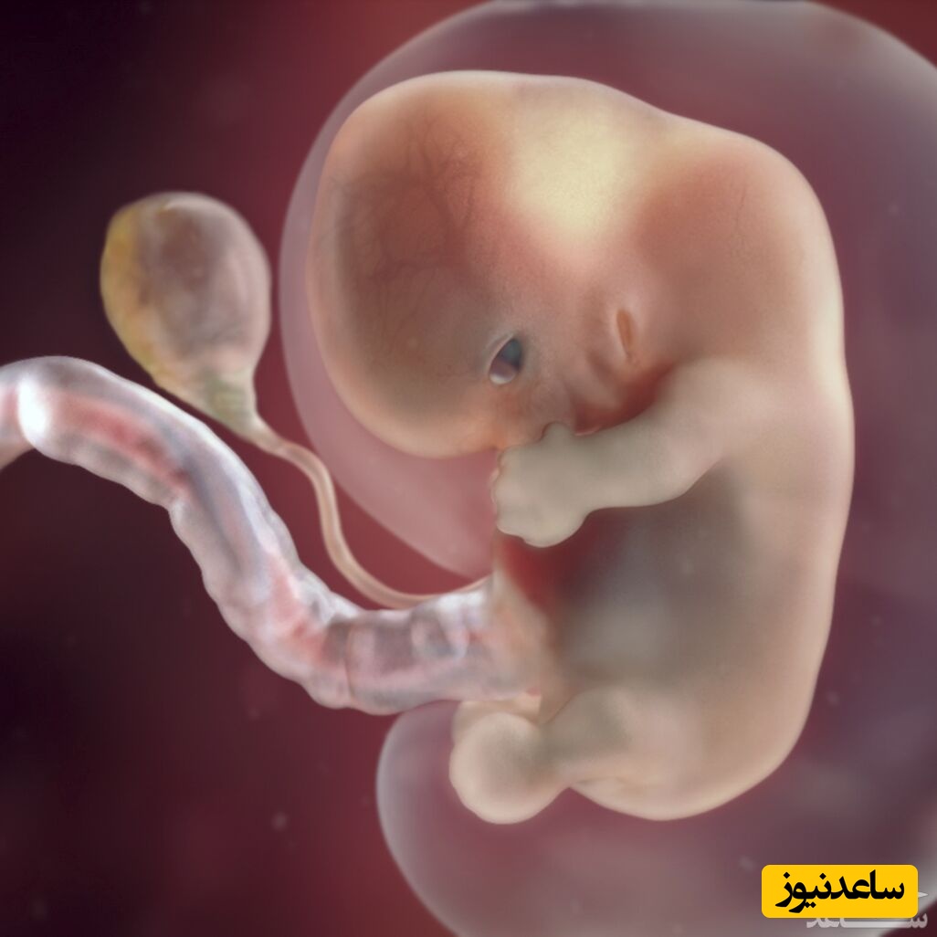 جنین از چه زمانی درد را حس میکند؟