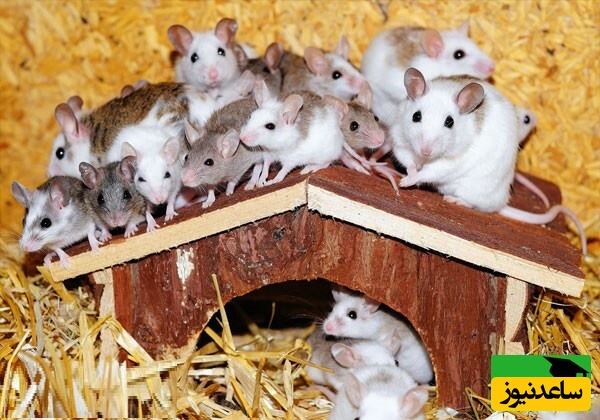 خطای دید/ اگه زیر 10 ثانیه قاشق را در شهر موش‌ها پیدا کردی، نابغه‌ای