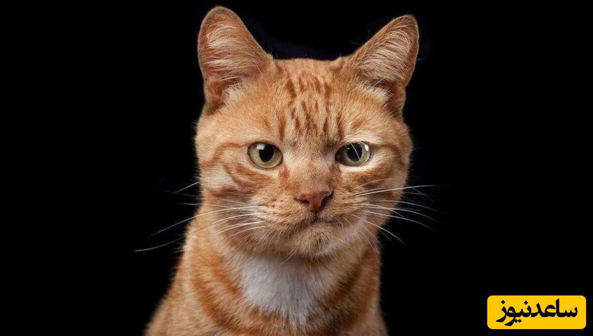 (فیلم) بداخلاق‌ترین گربه جهان!