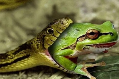 (ویدیو) مستند حیات وحش/نبرد مرگ و زندگی; جهش معجزه‌آسای قورباغه از چنگ مار
