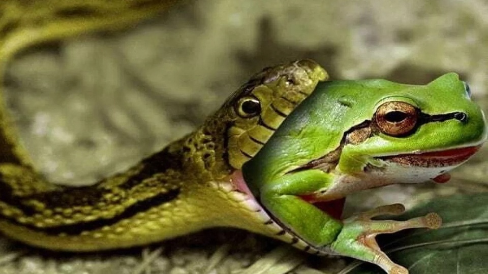(ویدیو) مستند حیات وحش/نبرد مرگ و زندگی; جهش معجزه‌آسای قورباغه از چنگ مار