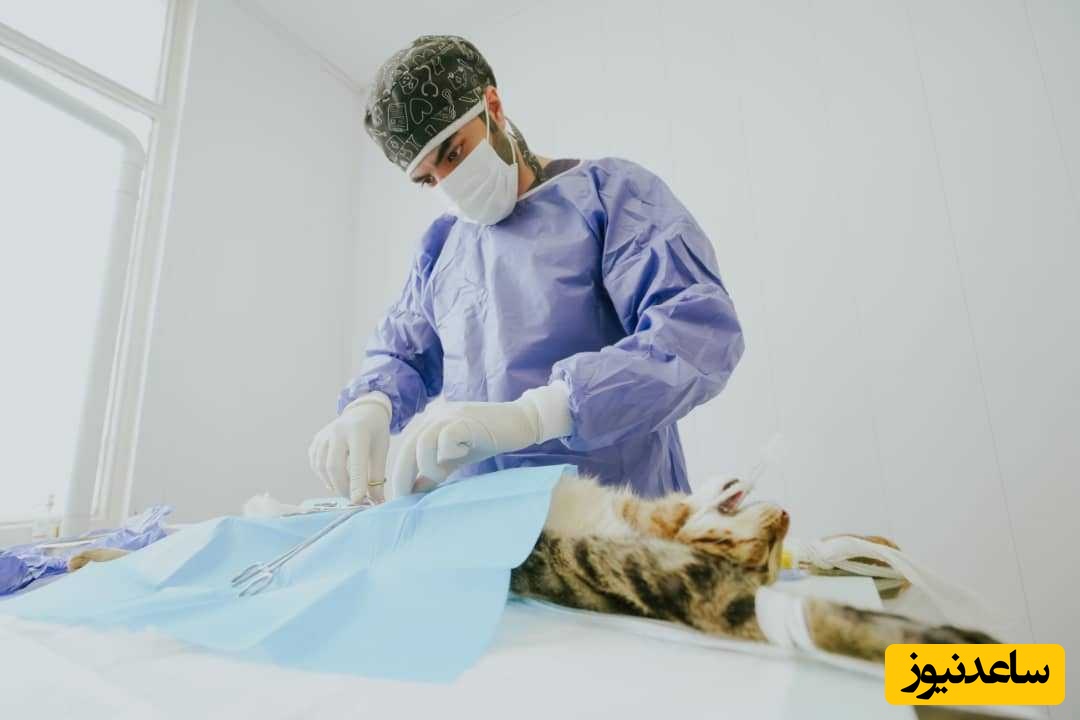 دانلود رایگان نمونه سوالات کنکور کارشناسی ارشد  رشته قارچ شناسی دامپزشکی سال 1398