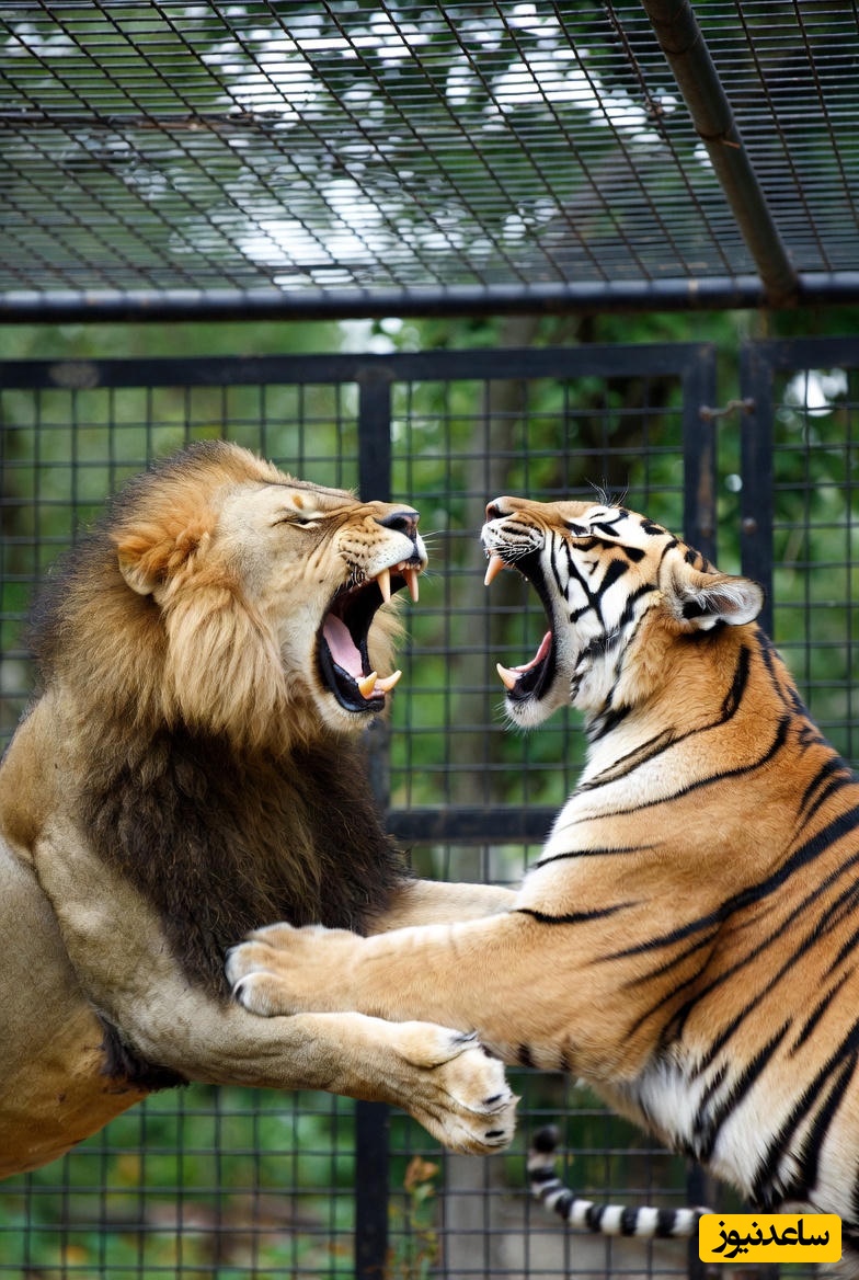 (ویدئو) مستند حیات وحش، راز بقا؛ این داستان: شیر و ببر در قفس به جان هم افتادند