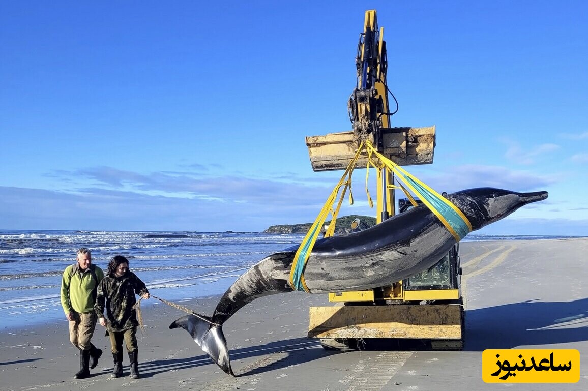 کشف باورنکردنی اولین نهنگ مرموز 5 متری و منقاردار دنیا به صورت مرده/ واقعا حیرت انگیز است+ویدیو