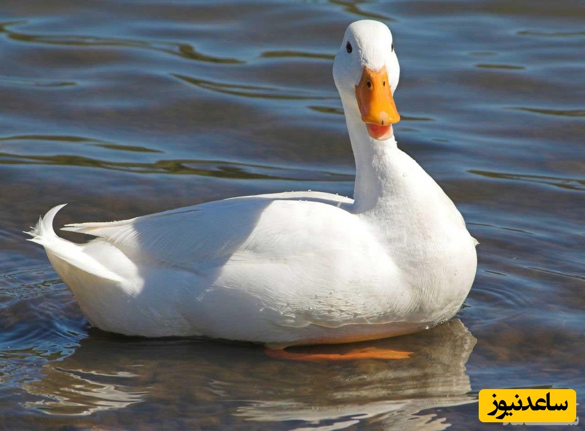 دیدن اردک در خواب چه تعبیری دارد؟ /  تعبیر خواب اردک