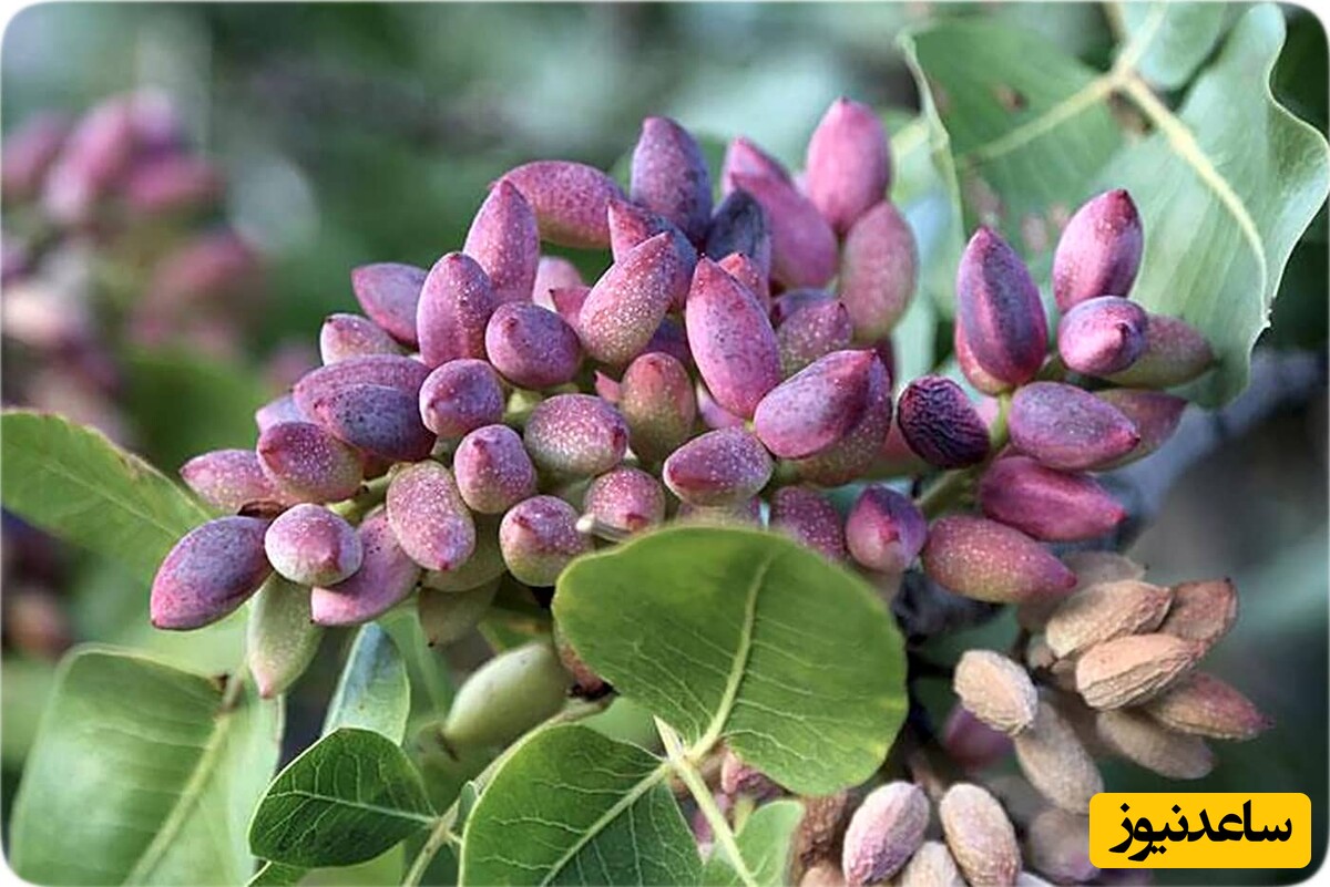 ترفند جالب کاشت درخت پسته در خانه فقط با چند دانه پسته / با این روش تو هم می‌تونی توی خونت درخت پسته داشته باشی + ویدئو