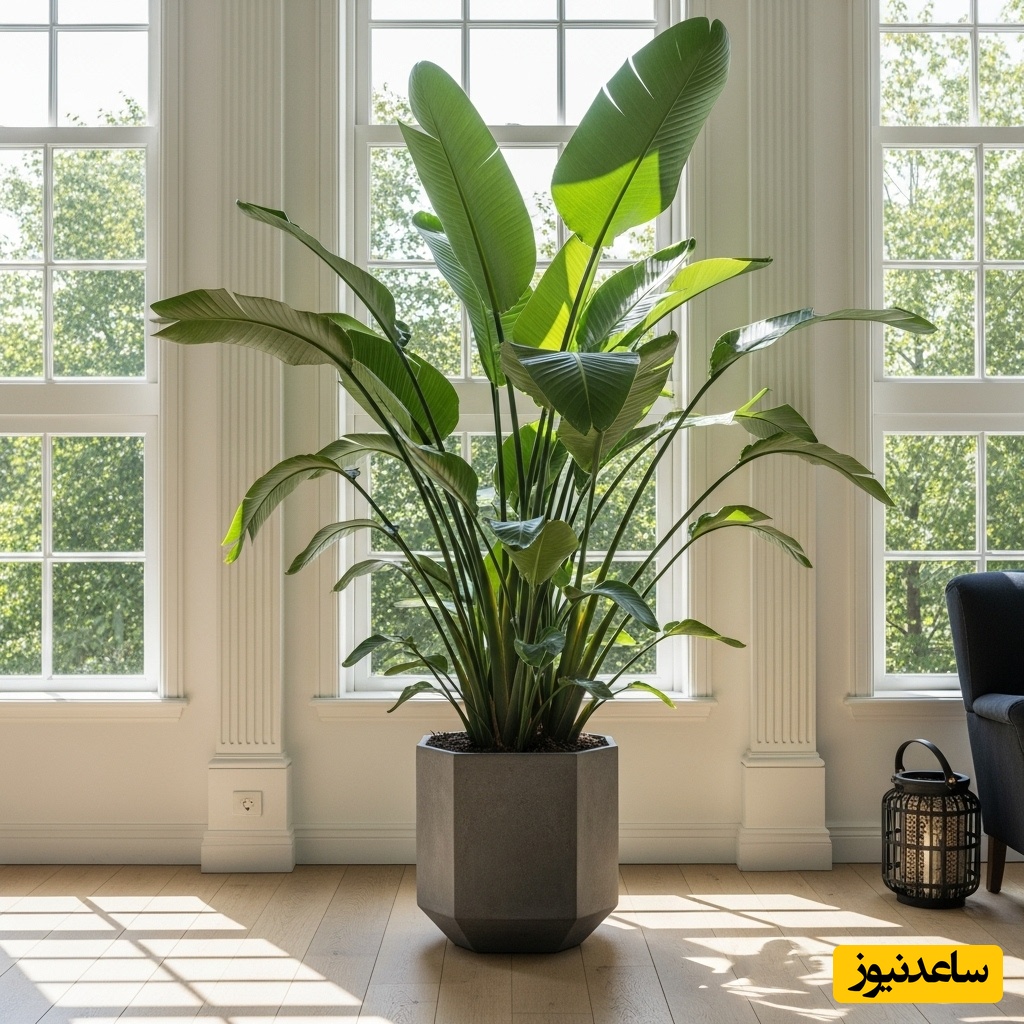  پرنده بهشتی