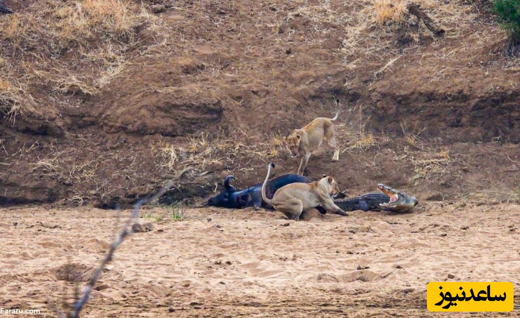 مستند حیات وحش حیوانات/ تلاش تمساح شجاع برای دزدیدن لاشه بوفالو از دست شیرهای گرسنه!+ ویدئو