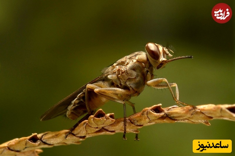 مگس تسه‌تسه