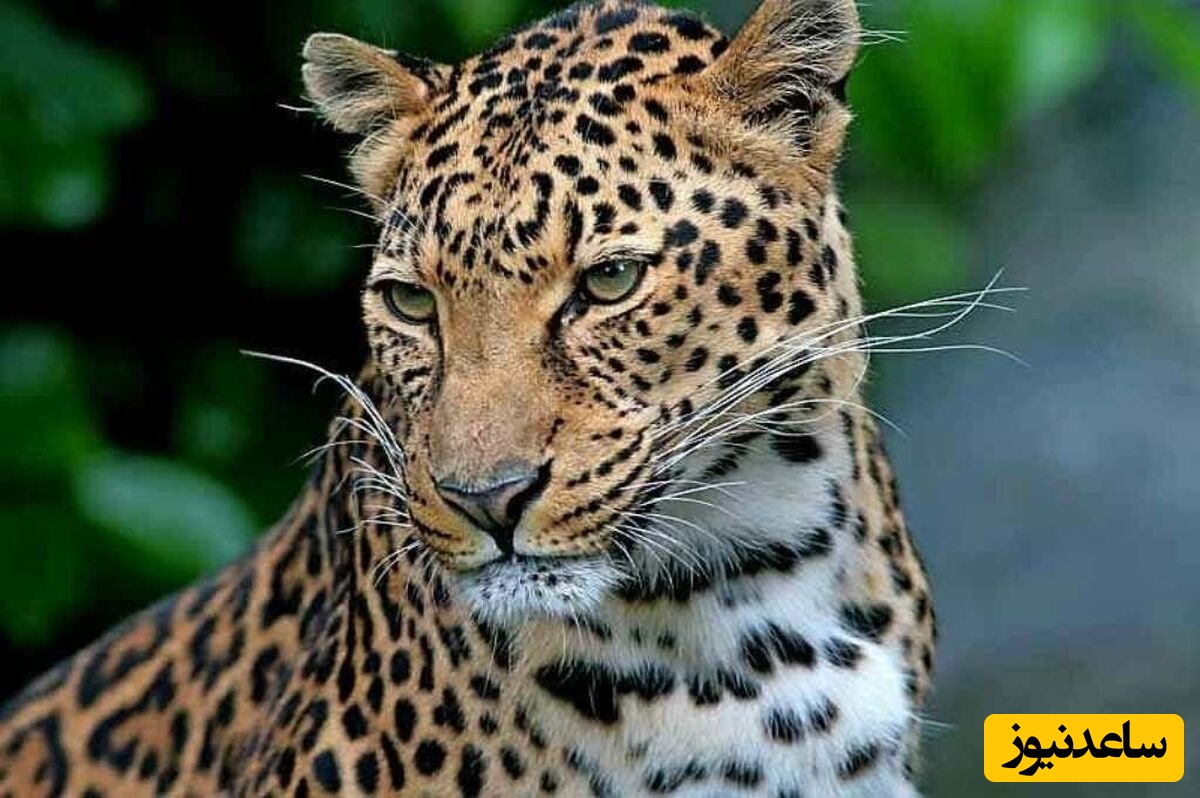 ویدئوی حیات وحش روز | پلنگ ایرانی در حرکتی که شاید اصلاً متوجهش نشوید!