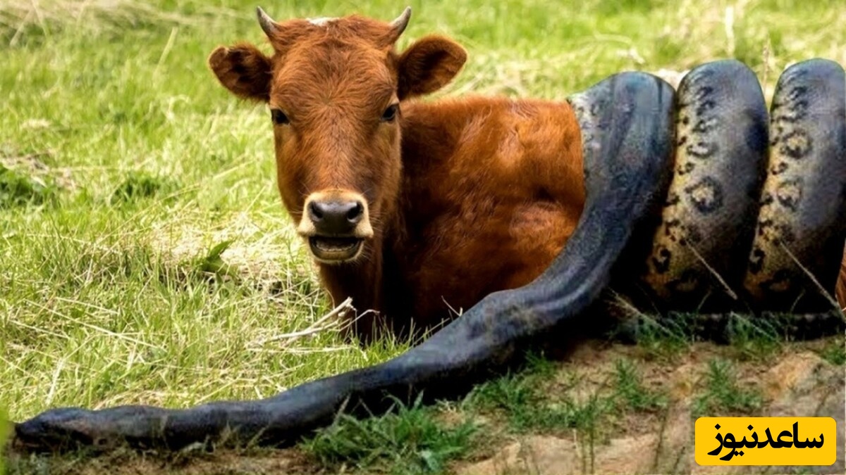 مستندی دلهره‌آور حیات وحش؛ نبرد باورنکردنی مار آناکوندا با گاو+ویدیو