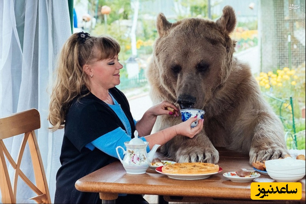 (ویدئو) فیلمبردار رفته خونه خرس که یهویی آقا خرسه سر میرسه!/ مهمان نوازی این خرس باادب از مهمان ناخوانده خود سوژه فضای مجازی شد