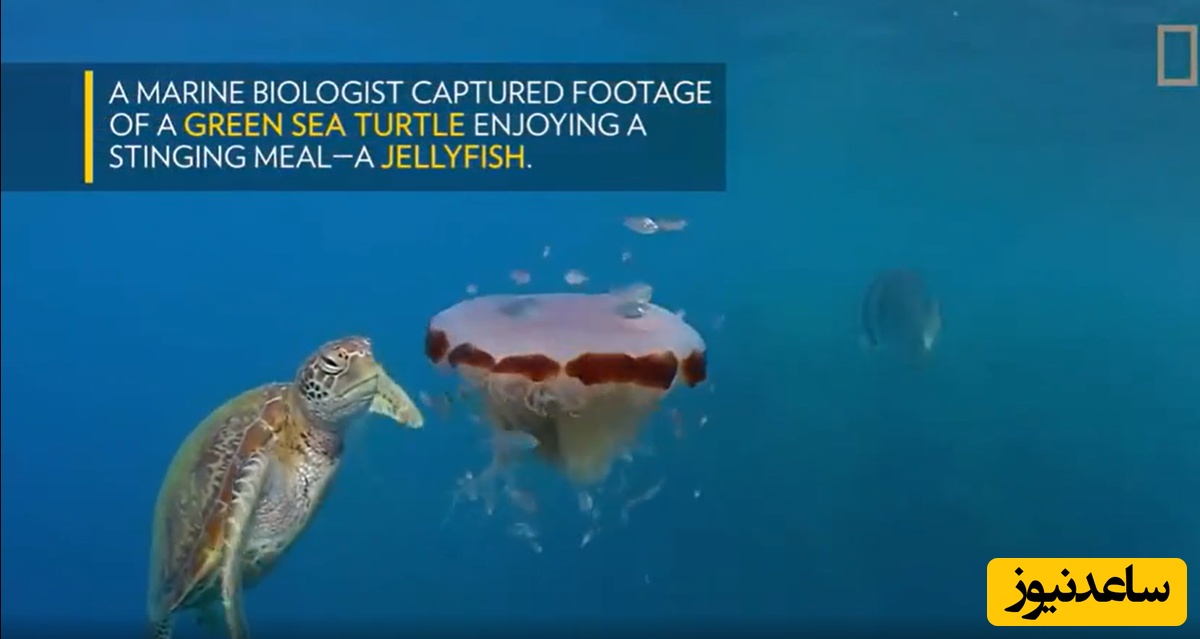 ویدیویی خیره‌کننده از نشنال جئوگرافیک/ وقتی لاک‌پشت سبز، عروس دریایی را مثل ماکارونی می‌بلعد!