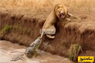 (ویدئو) مستند حیات وحش حیوانات/ ماجرای امروز راز بقا:صحنه‌ای که نفس‌تان را بند می‌آورد؛ قدرت‌نمایی ترسناک سلطان رودخانه، تمساح