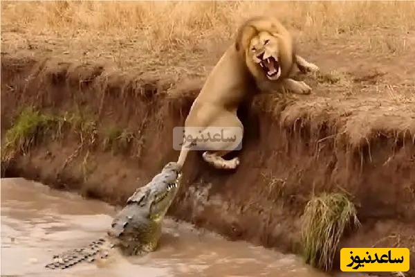 (ویدئو) مستند حیات وحش حیوانات/ ماجرای امروز راز بقا:صحنه‌ای که نفس‌تان را بند می‌آورد؛ قدرت‌نمایی ترسناک سلطان رودخانه، تمساح