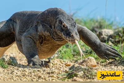 حیات وحش ؛ مستند حیات وحش حیوانات /لحظه وحشتناک حمله اژدهای کومودو به پلنگ