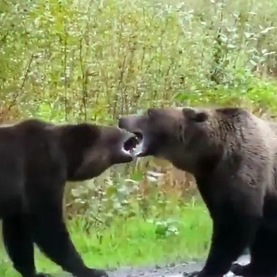 (ویدئو)جدال مرگبار خرس ها با دیگر حیوانات