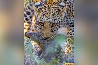 (ویدئو) مستند حیات وحش حیوانات/ راز بقا، این داستان: پلنگ، خدنگ و کفتار؛ صحنه‌ای نادر از شکار ناتمام