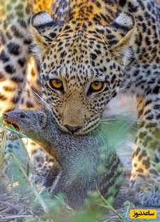 (ویدئو) مستند حیات وحش حیوانات/ راز بقا، این داستان: پلنگ، خدنگ و کفتار؛ صحنه‌ای نادر از شکار ناتمام