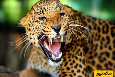 (ویدیو) مستند حیات وحش/ وحشت در محله مسکونی; حمله پلنگ به 7 نفر