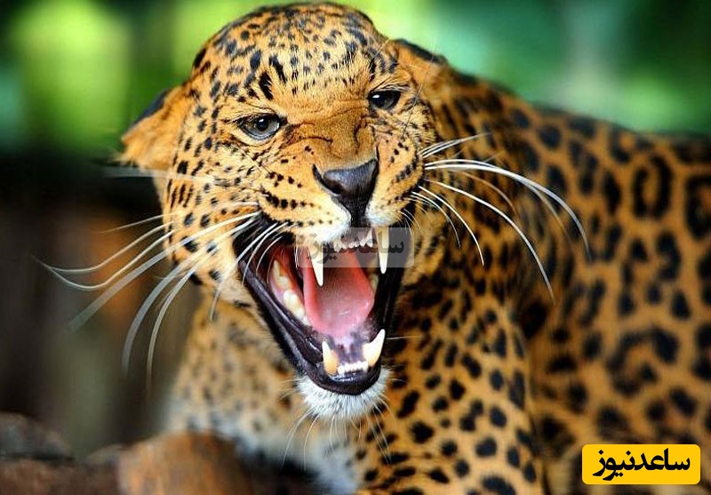 (ویدیو) مستند حیات وحش/ وحشت در محله مسکونی; حمله پلنگ به 7 نفر