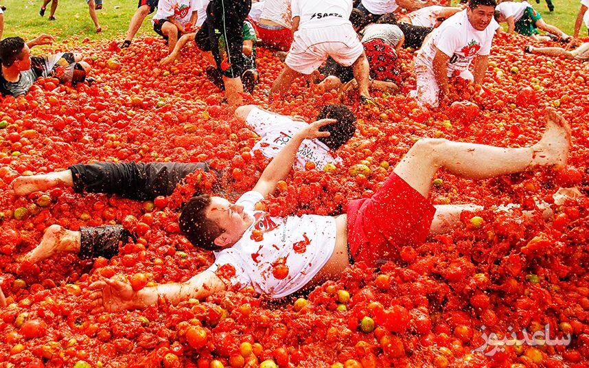 جشنواره گوجه فرنگی