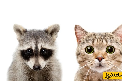 فیلم درگیری خنده‌دار گربه خانگی و راکون پس از ورود غیرمنتظره / همون اول نشون داد رئیس خونه کیه😂