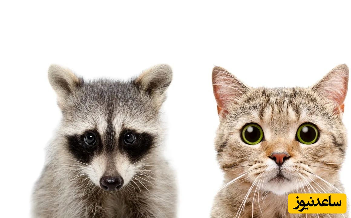 فیلم درگیری خنده‌دار گربه خانگی و راکون پس از ورود غیرمنتظره / همون اول نشون داد رئیس خونه کیه😂