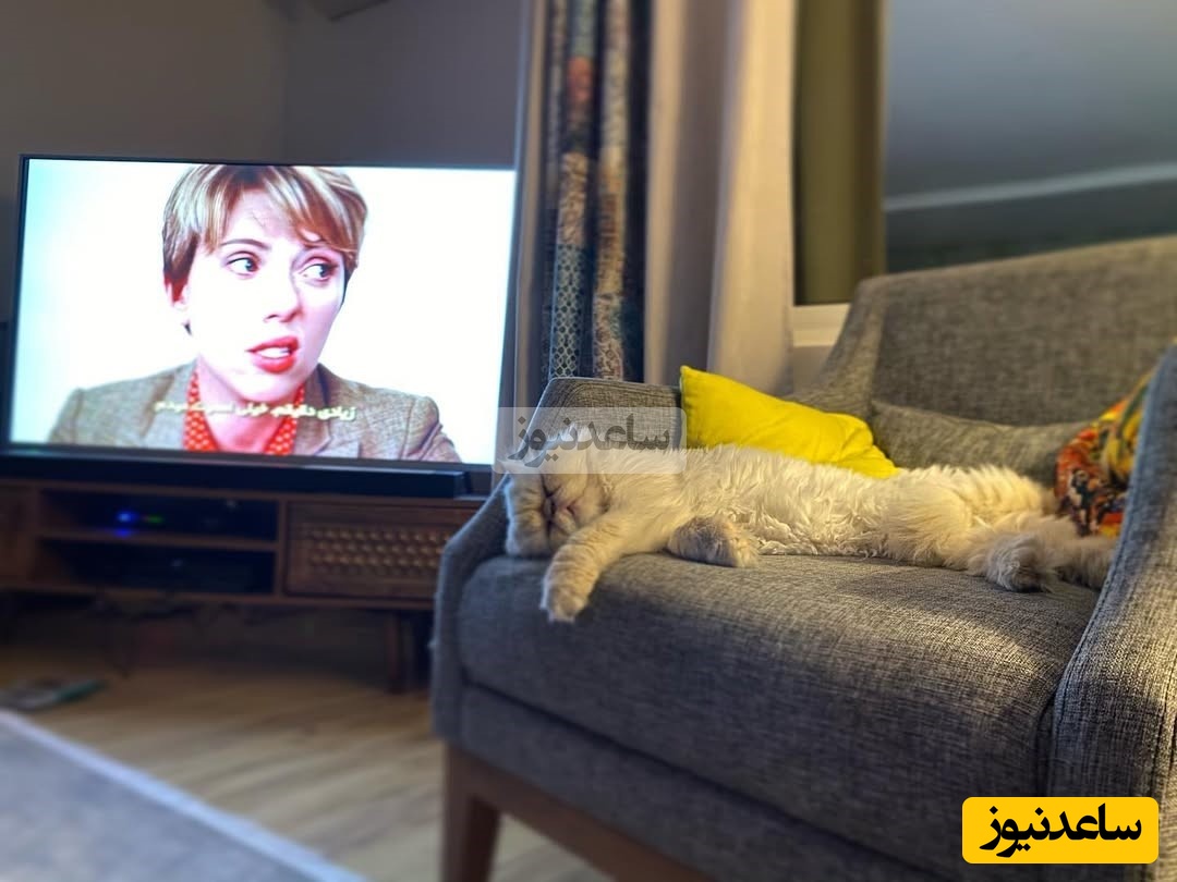 چیدمان منزل علی اوجی و نرگس محمدی