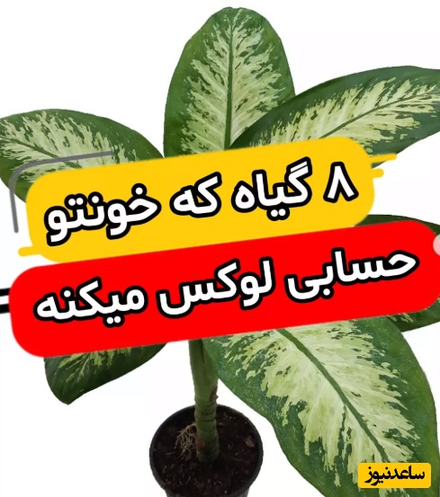 8 گیاه که خونتو برای عید امسال حسابی شیک و لوکس میکنه/ از گل فیکوس تا زامیفولیا+ عکس