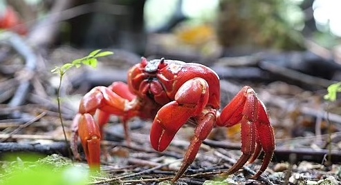(ویدیو) نمایشی بی‌نظیر از طبیعت/ آغاز مهاجرت خرچنگ‌های قرمز در جزیره کریسمس1
