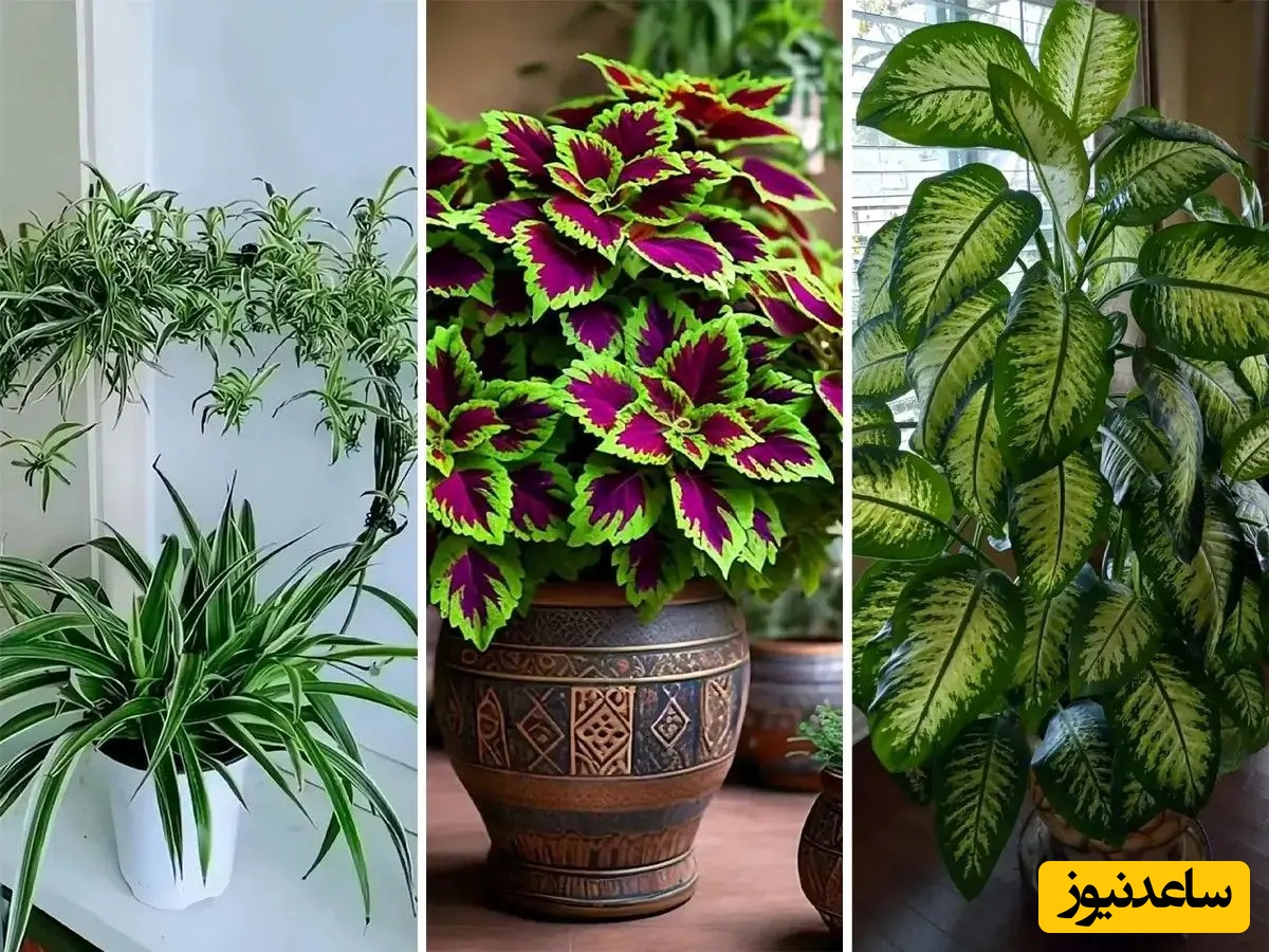 6 گیاه آپارتمانی که در سال 2026 باید داشته باشید، همه عاشقش می‌شوند