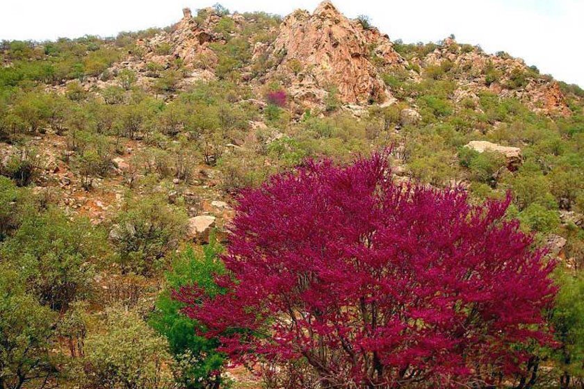 دره یا تنگه ارغوان 