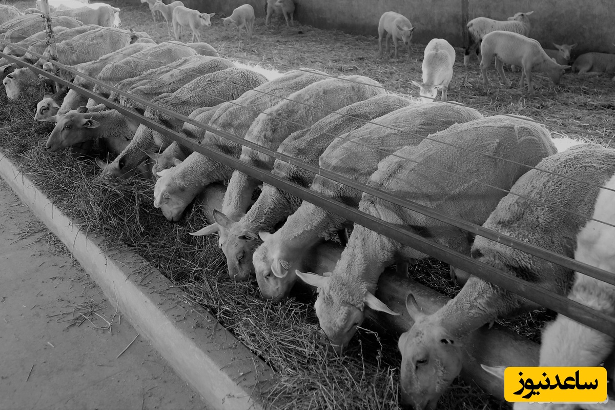 دیدن آخور در خواب چه تعبیری دارد؟ /تعبیر خواب آخور